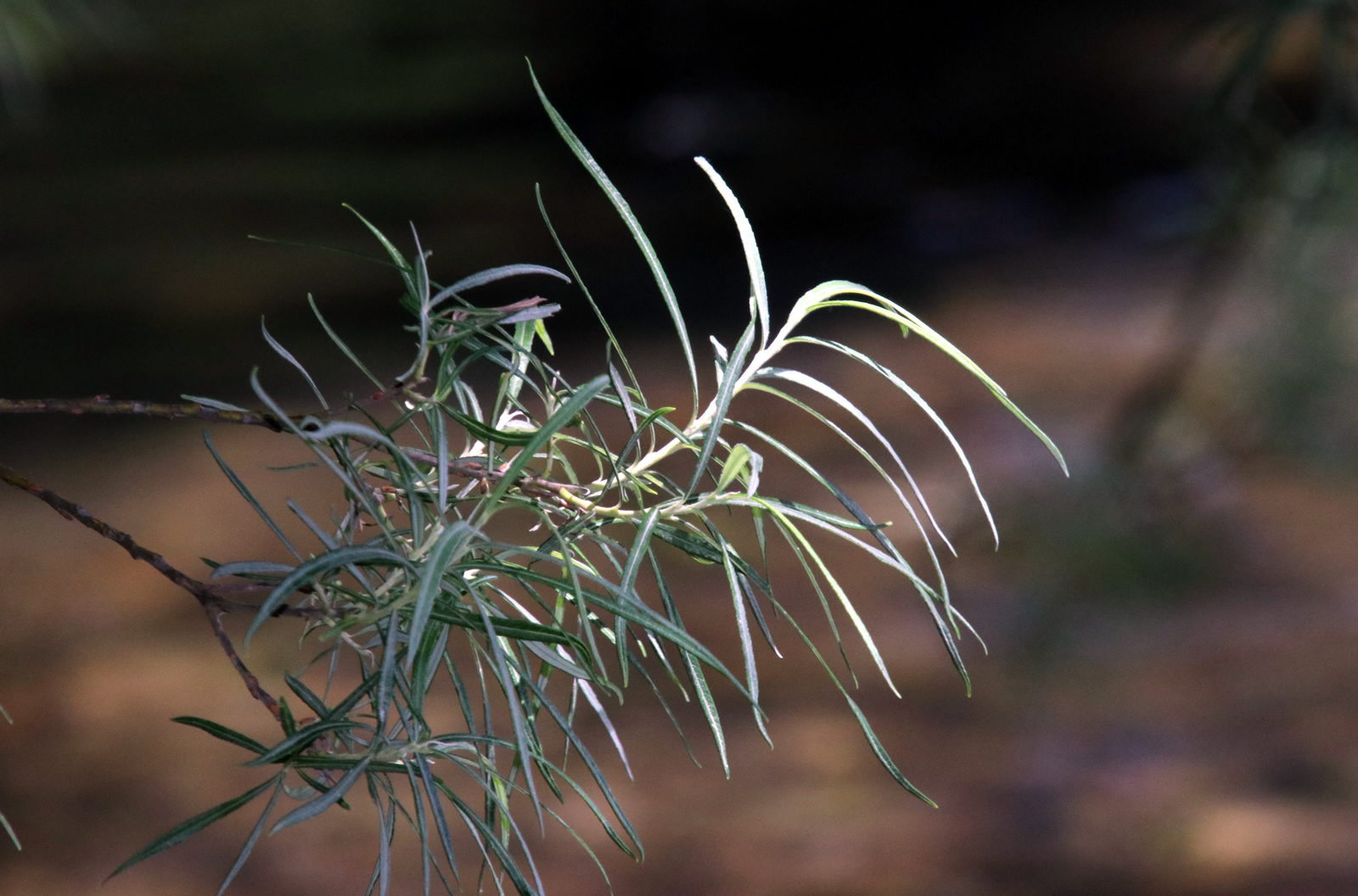 2017 12 16 Omarama 1219